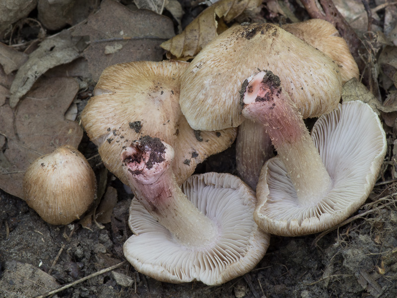 Inocybe adaequata